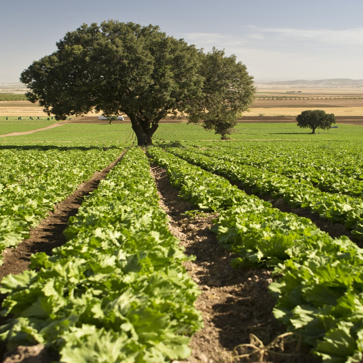 Vegetable production, packing, and marketing operations in Spain.