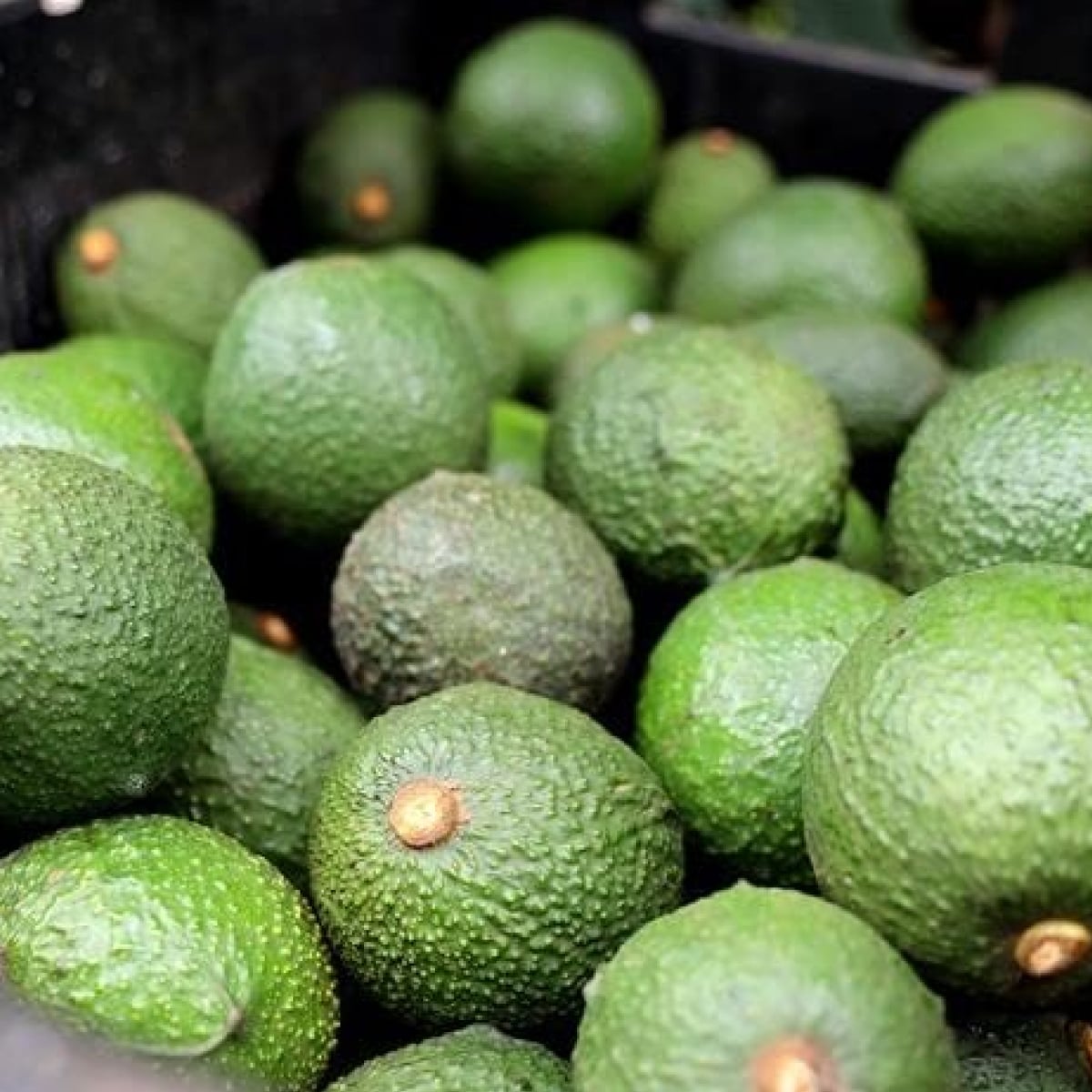 Avocado farming operations supporting export markets in Chile.