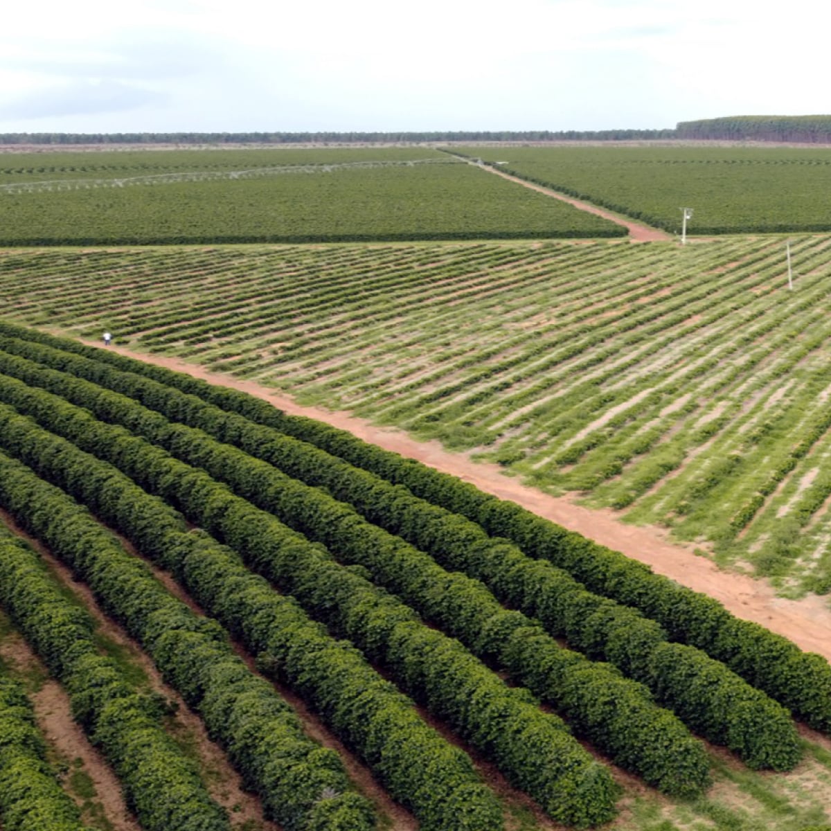Specialty coffee production supporting global supply chains in Brazil.
