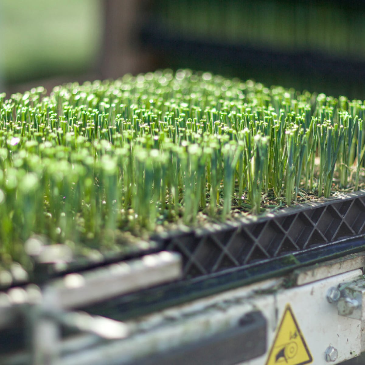 Greenhouse vegetable propagation supporting commercial growers in the UK.