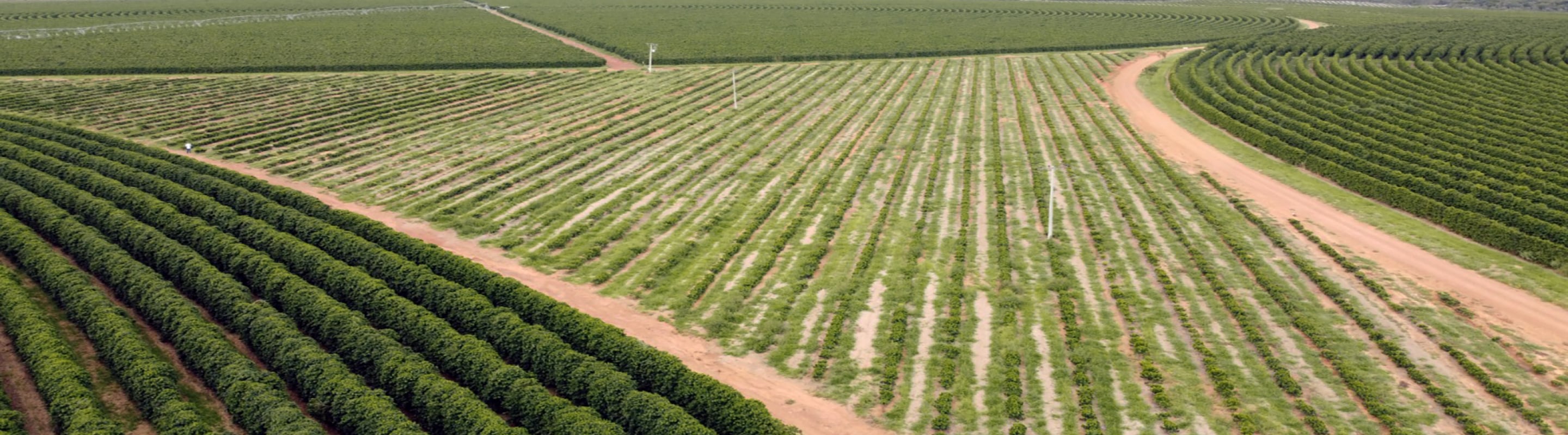 Agricultural landscape representing Solum Partners’ presence across global food systems. The image invites engagement with the firm’s ongoing work and insights.