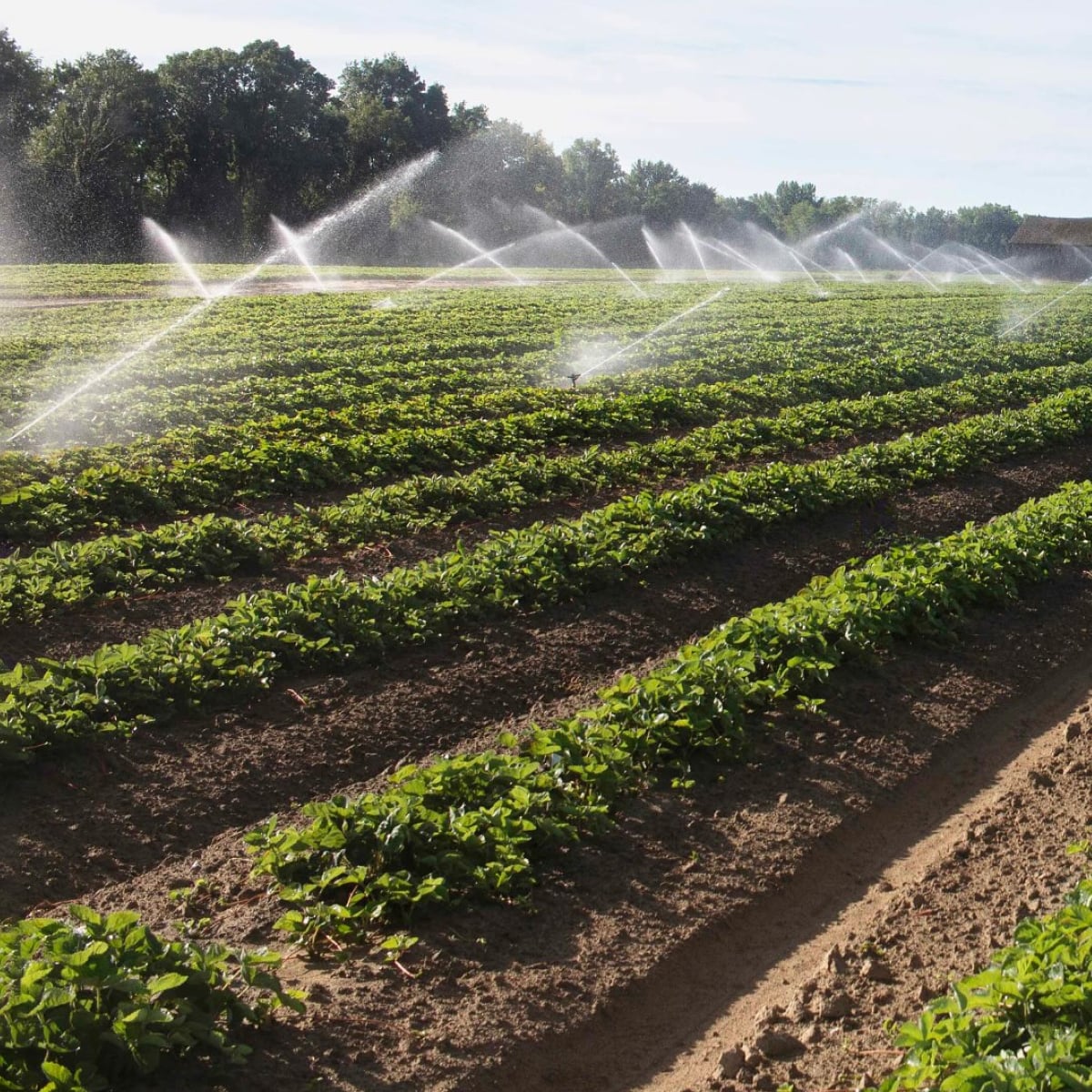Greenhouse berry propagation operations serving growers in the United States.
