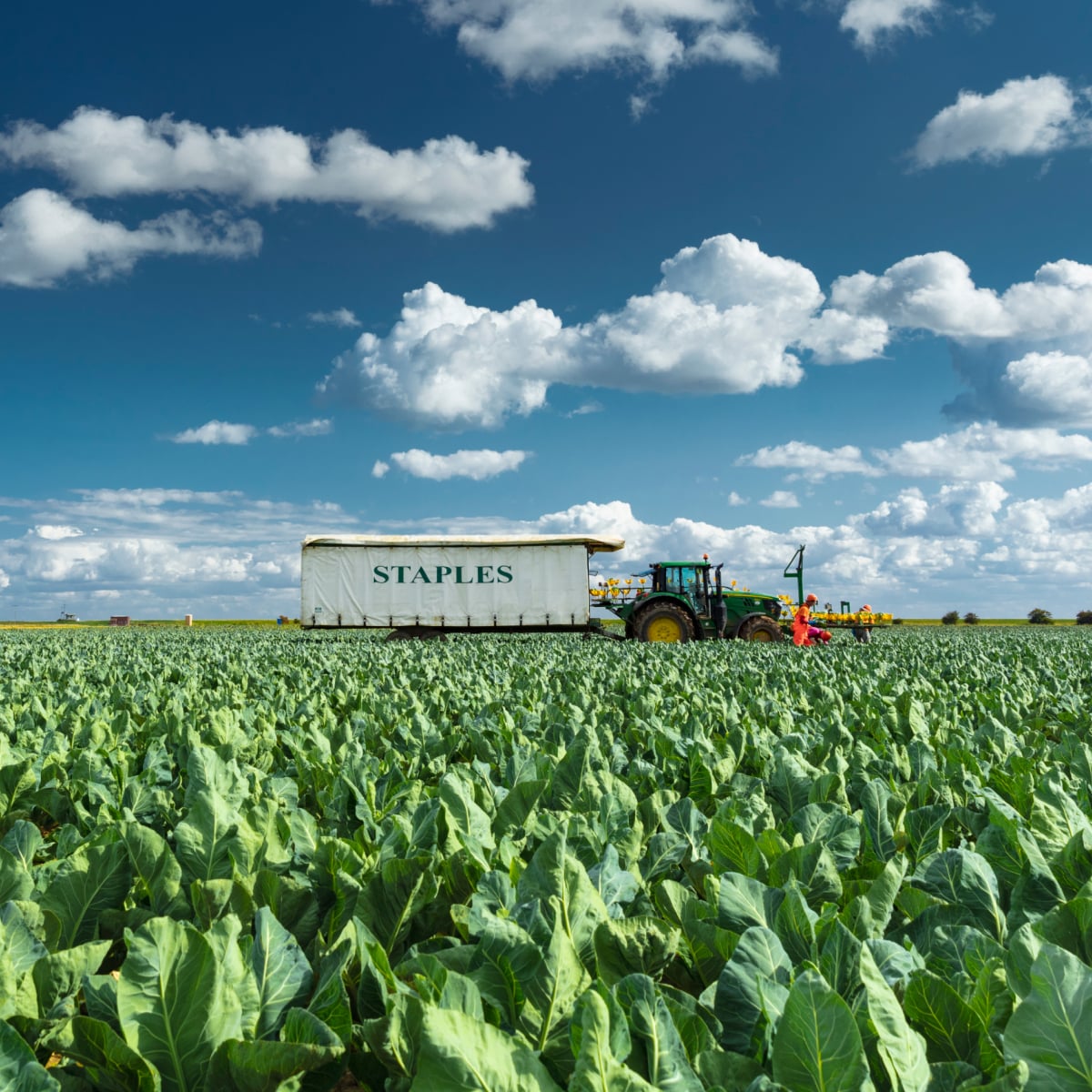 Fresh vegetable production and bioenergy generation in the United Kingdom.